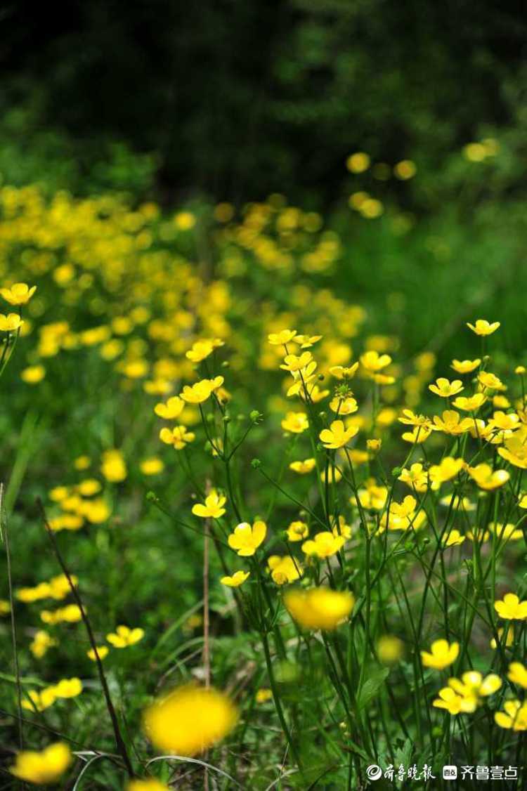 野芹菜花图片