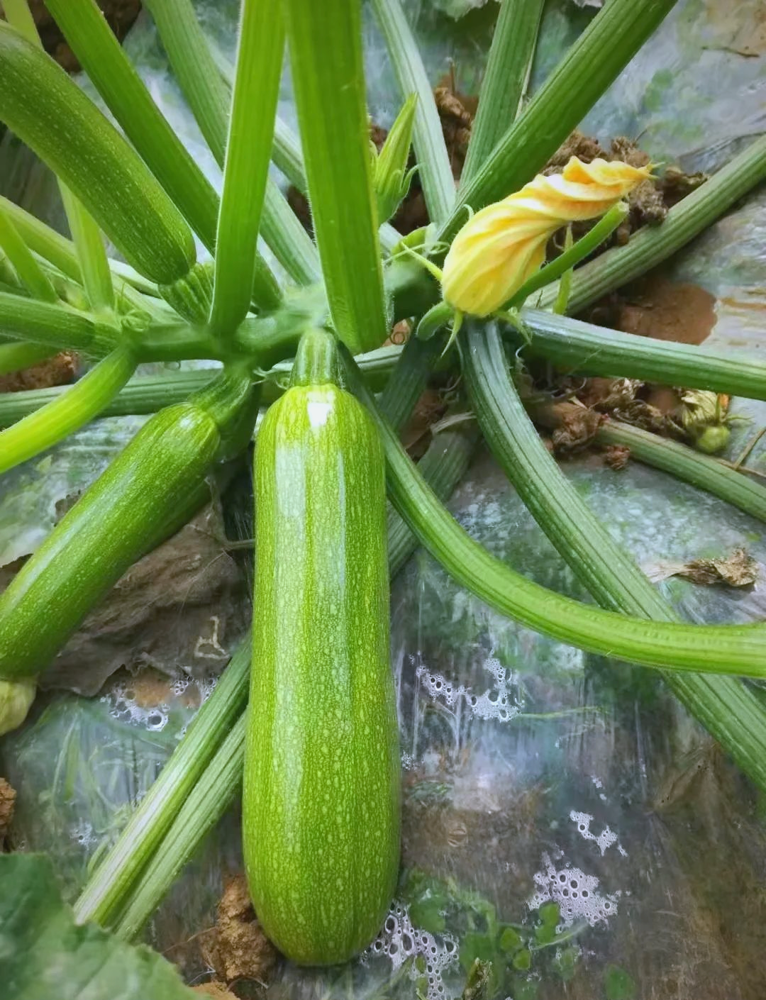 优质小瓜品种推荐,助您实现高收益种植!