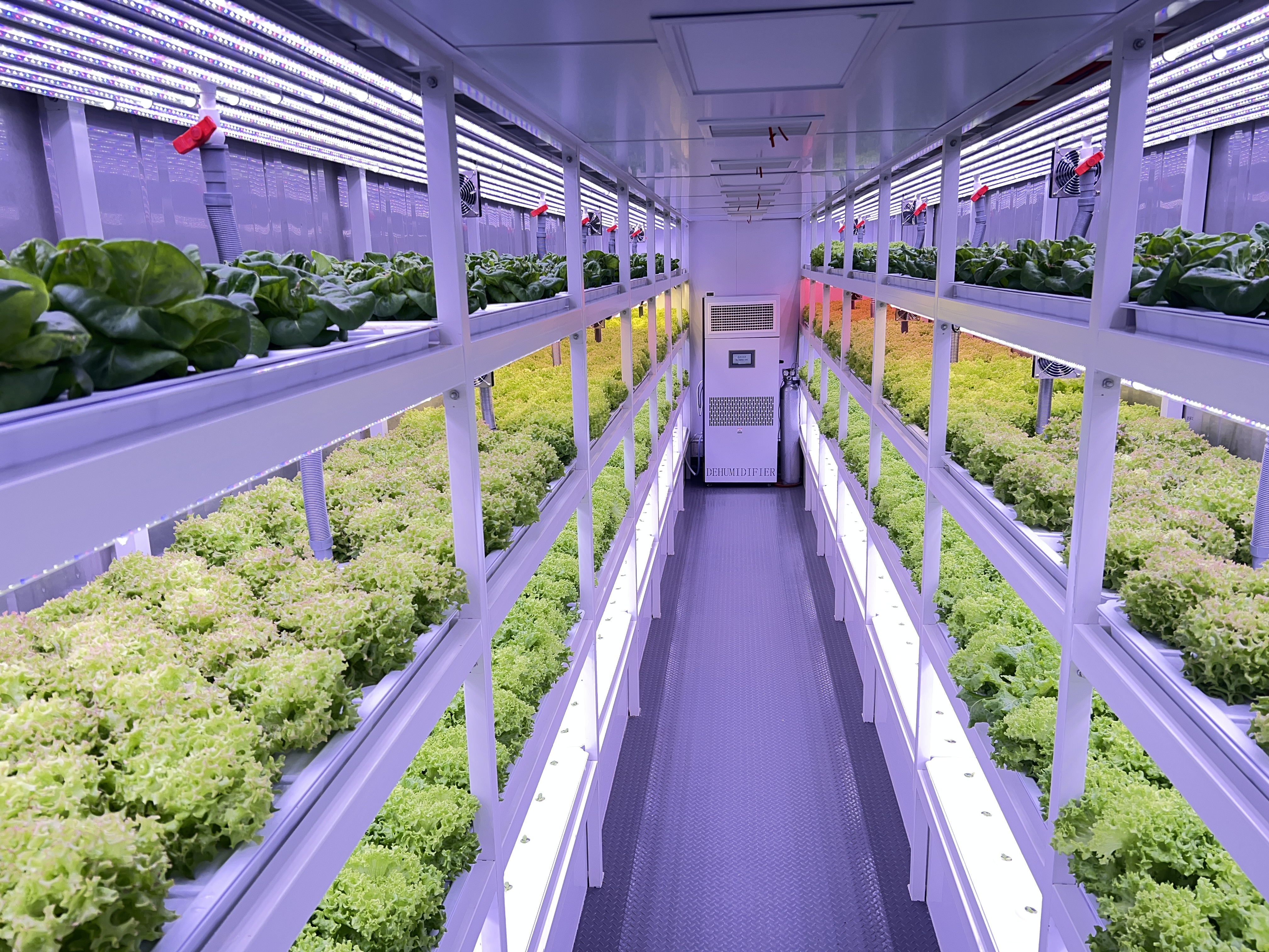 蔬菜,竟然可以在集装箱内种出来?