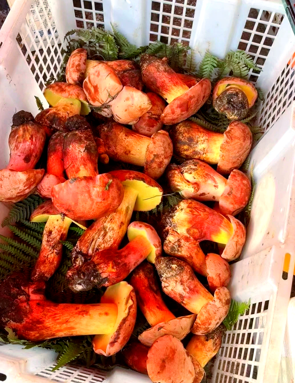 为何云南人钟爱野生红牛肝菌?
