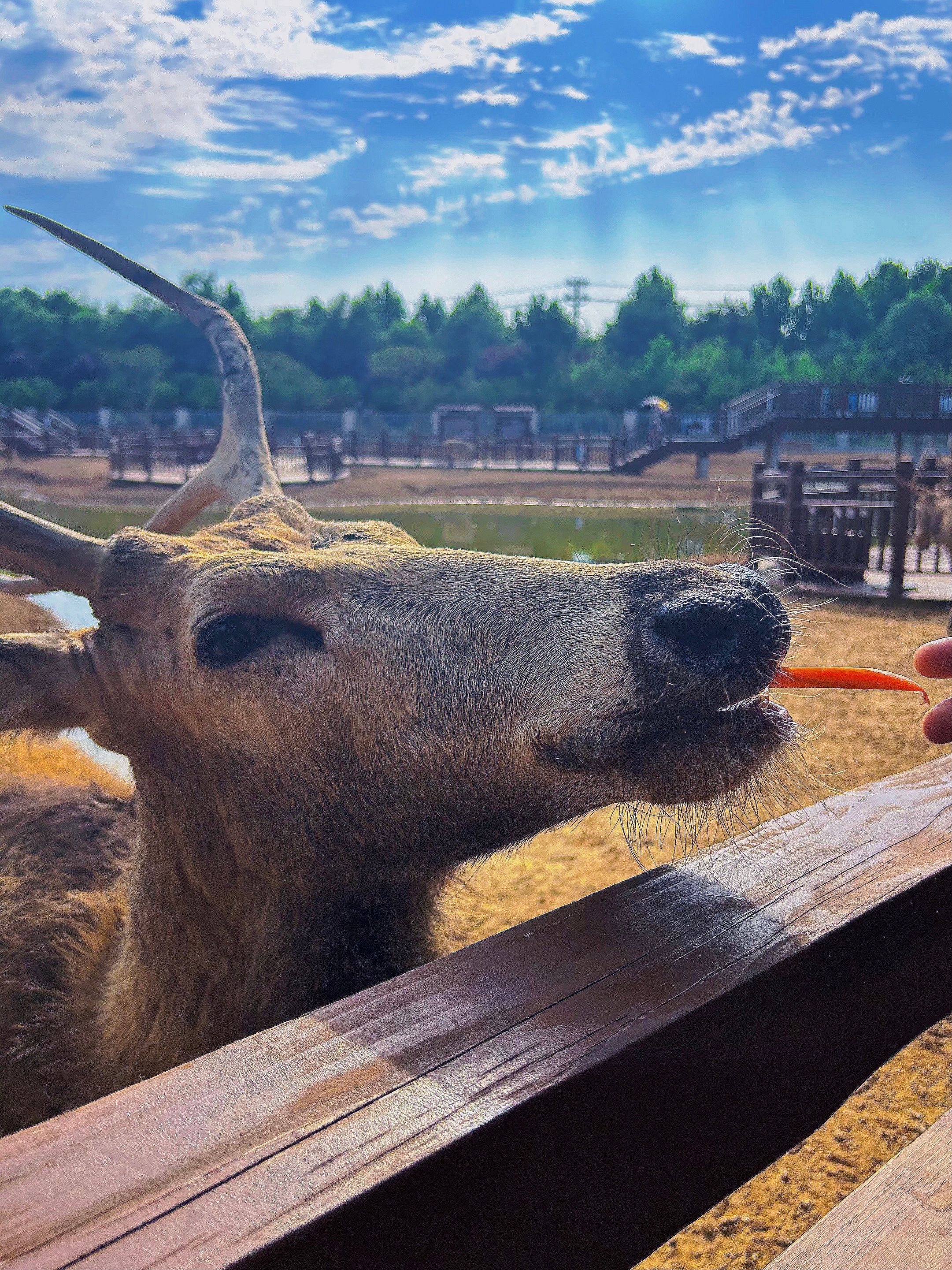 日照大学城>大学城夜市>日照东夷小镇>鲅鱼水饺>海鲜蒸锅(巧克力渔家