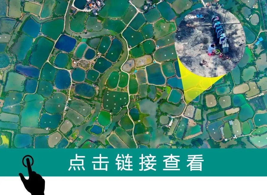 在鱼塘岸上种桑树,桑叶喂蚕,蚕的粪便来养鱼,鱼塘的鱼粪又可以作为