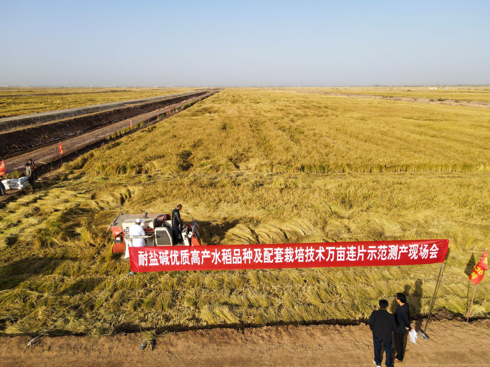 科尔沁沙地水稻图片