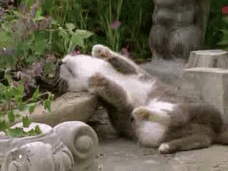 在线直播一群猫吸猫薄荷,简直就是一群瘾君子