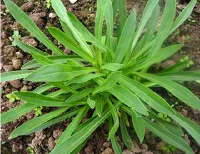 春暖花开,又到野菜季,这两种菜,一定要带娃去采摘