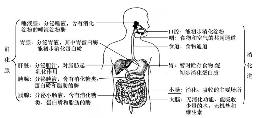 肠胃功能紊乱会导致大便会变细吗?