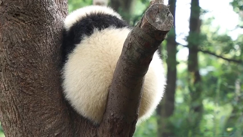 午fun原来害羞的熊猫宝宝会变成一颗球网友难道国宝大熊猫也会社恐吗