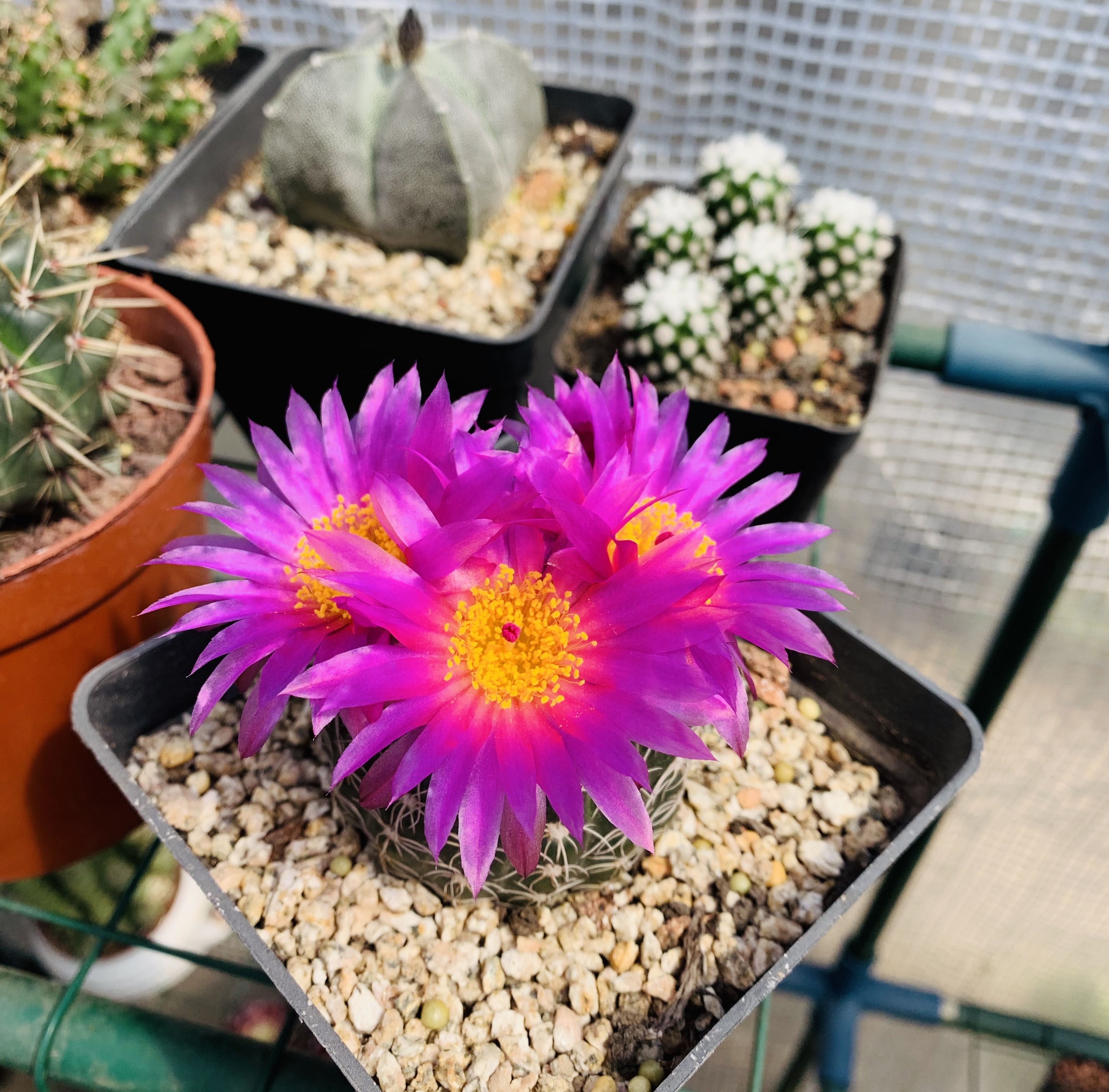 喜欢养仙人球,就选"眩美玉",颜值高,皮实好养,每年开花多次