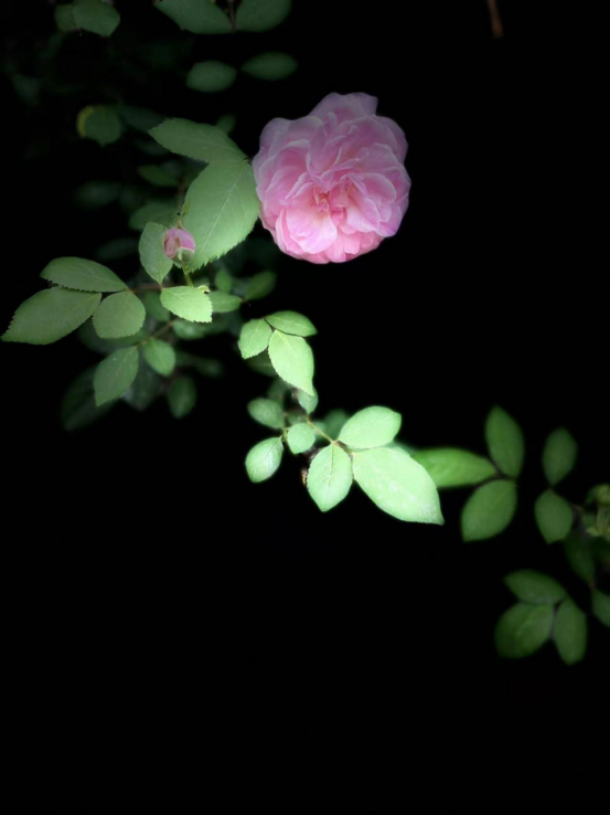 亚欧青少年自然探索行动春知花摄影大赛评审结束 他们