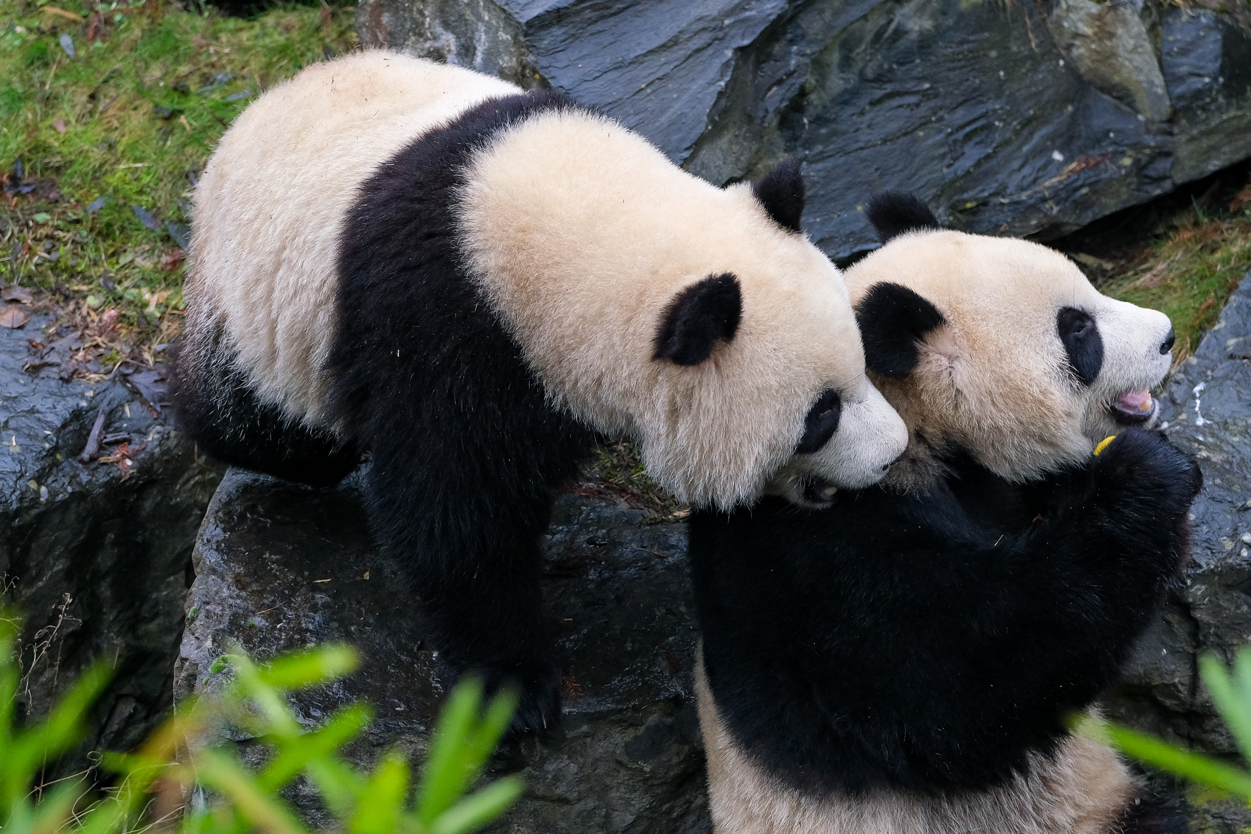 比利时大熊猫纪录片图片