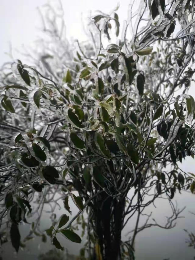 广东下雪2022图片