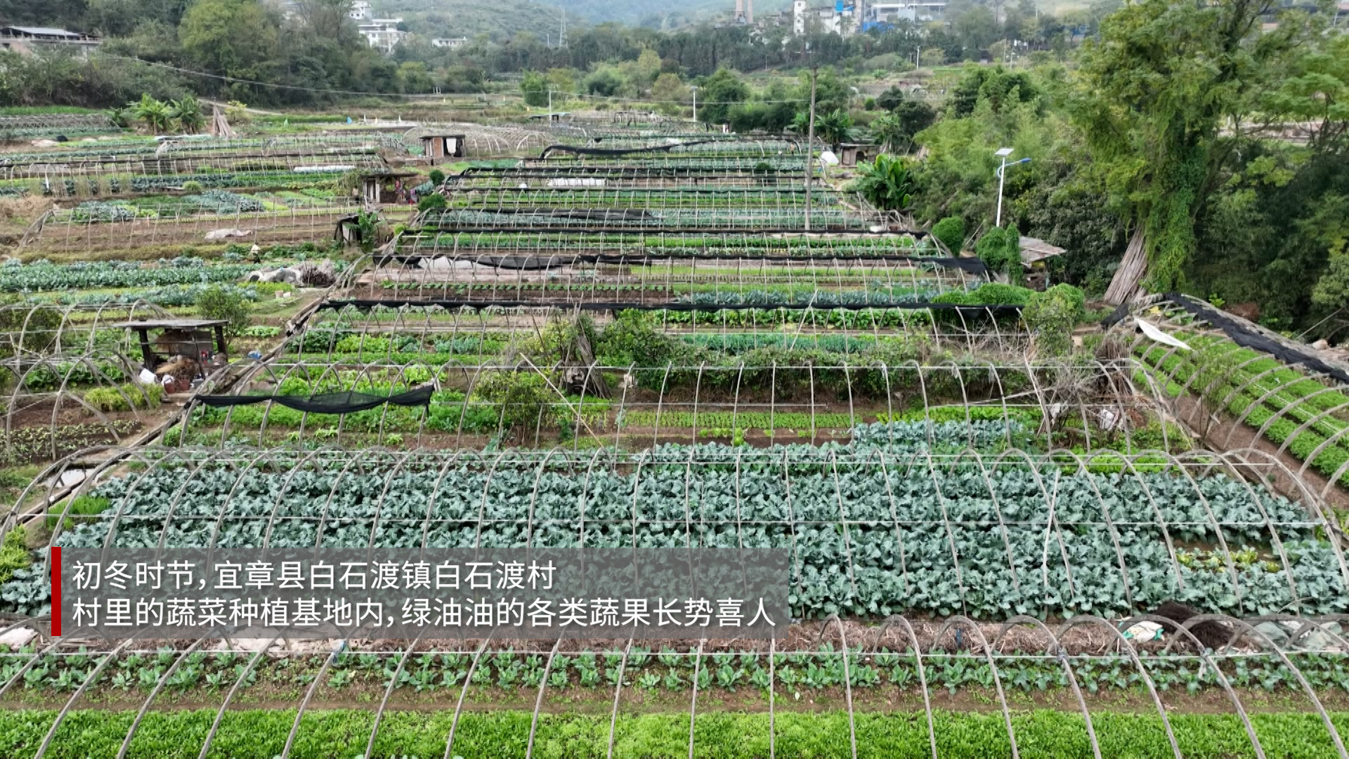 红村振兴|宜章县白石渡村:"红绿"交融"丰"景美