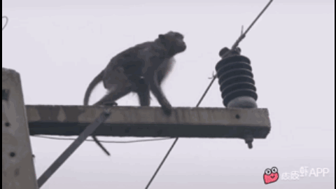 花花公子打一动物是什么(花花公子猜一生肖是什么动物)