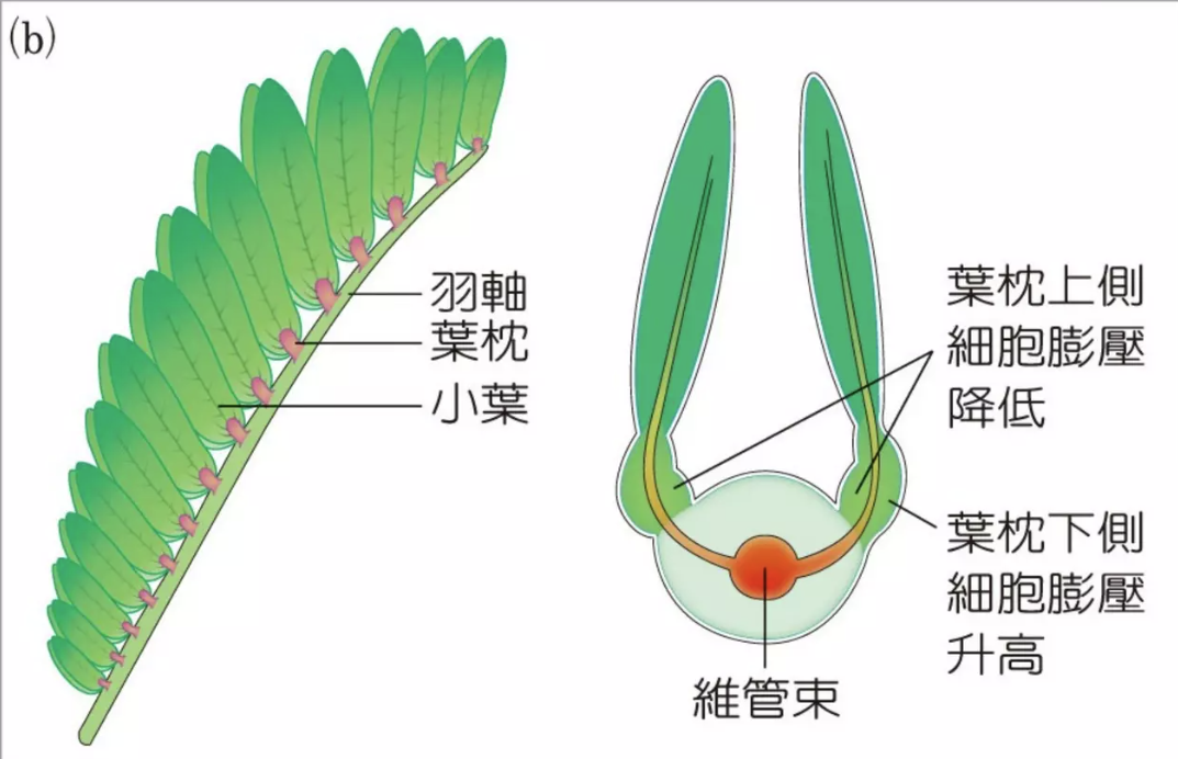 含羞草部位结构示意图图片
