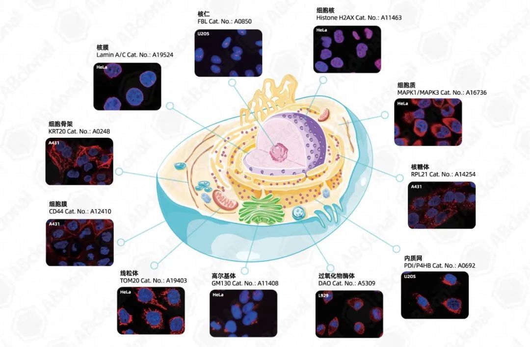 组织切片免疫荧光步骤图片