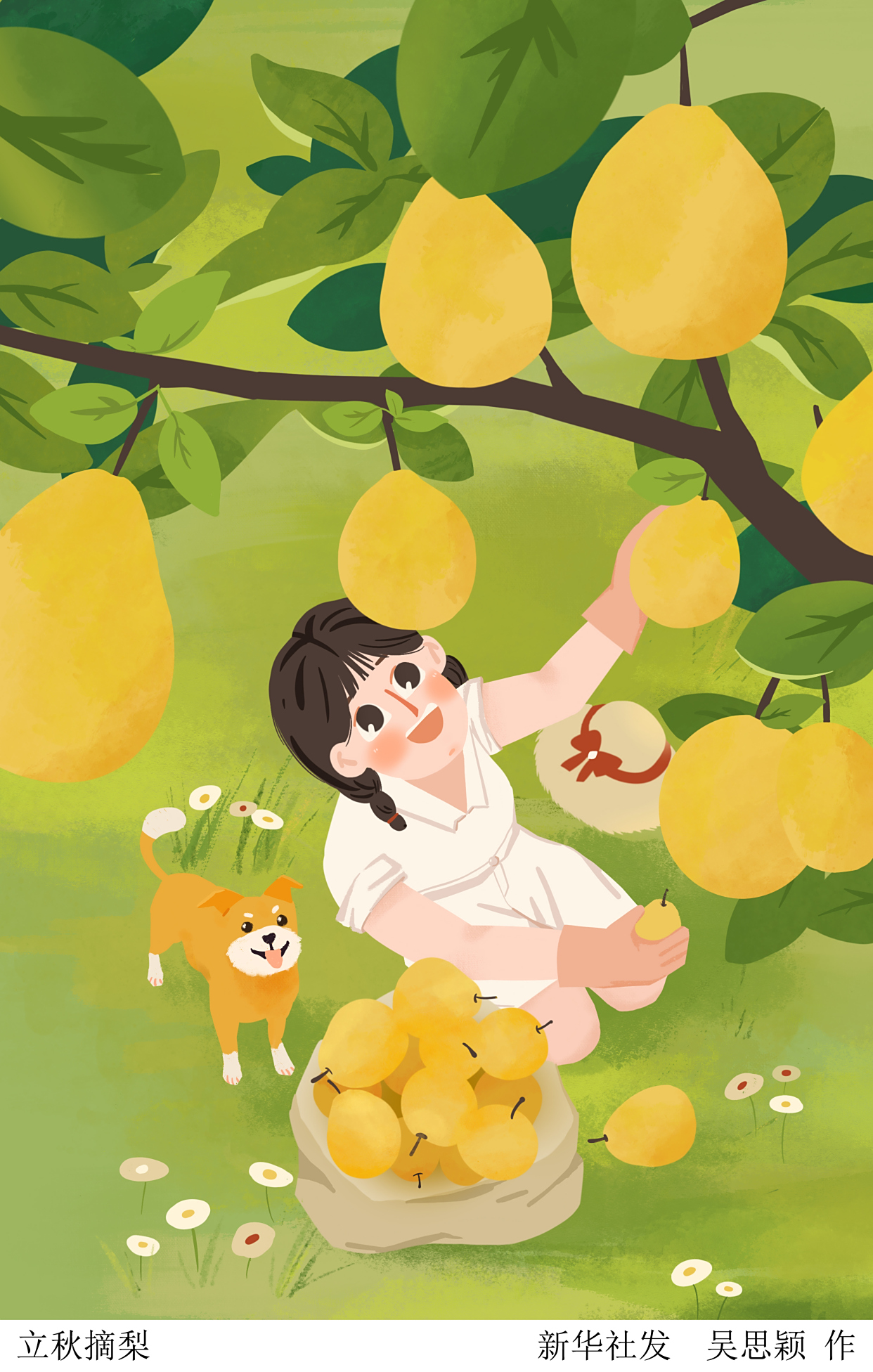 (图表·漫画)「插画」立秋摘梨
