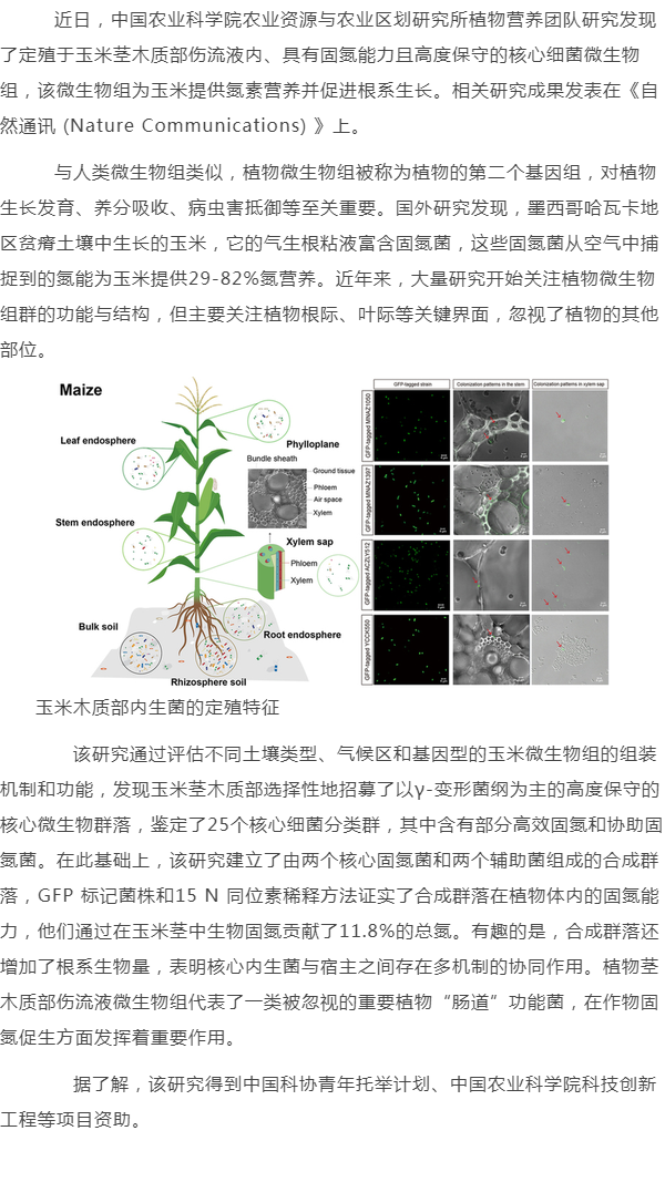 植物医生,植物也有"肠道菌落"?有发现玉米固氮微生物组