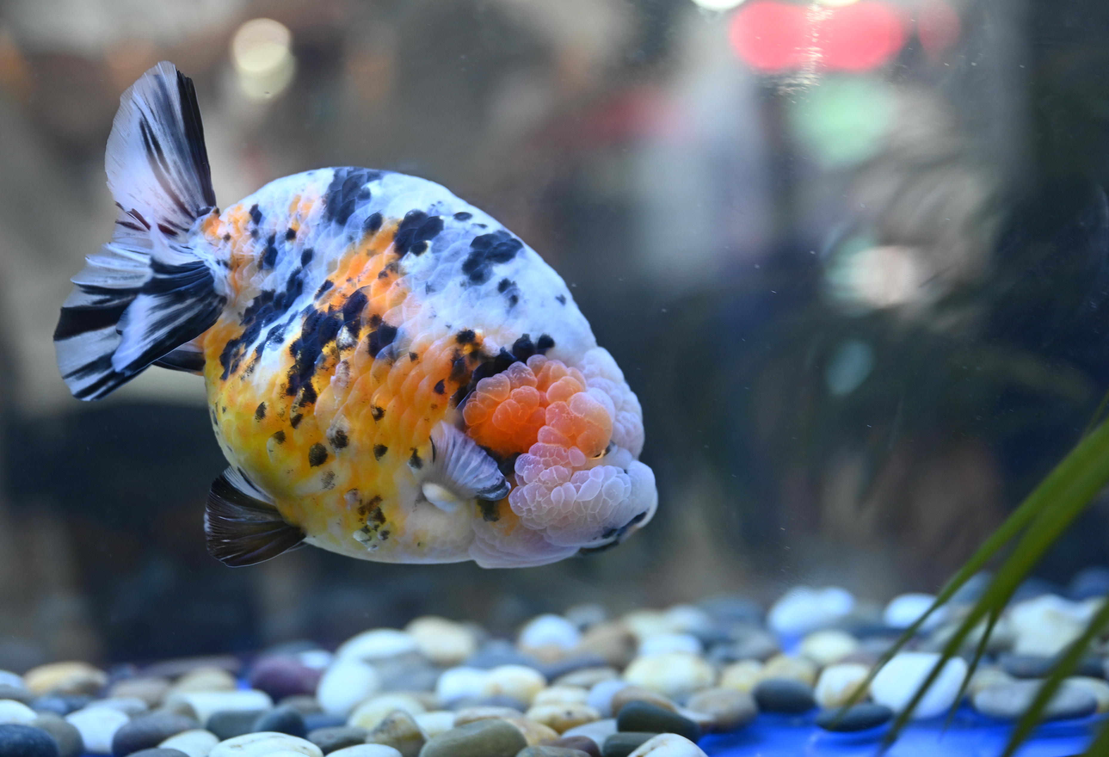 第三届中国(福州)世界金鱼大赛获奖金鱼亮相