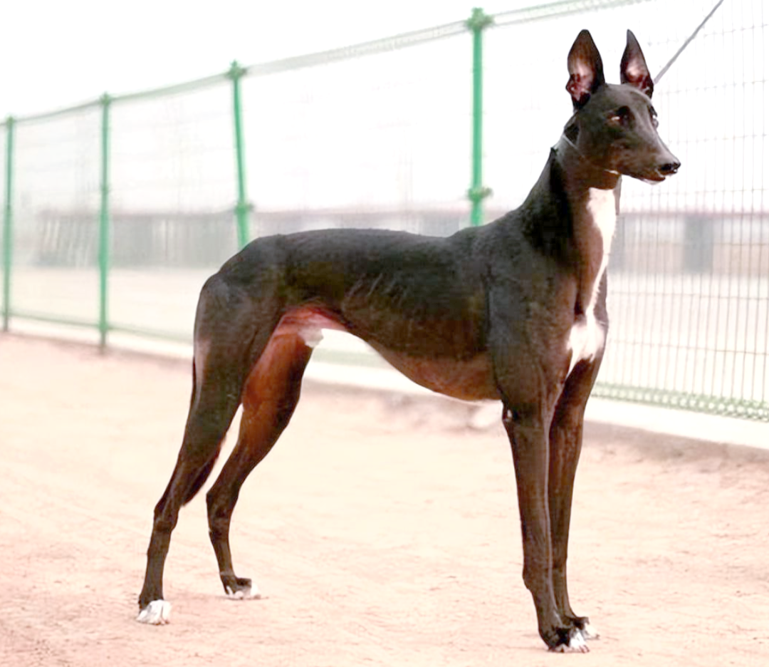 细犬:从皇家猎犬到濒临灭绝的中华犬种