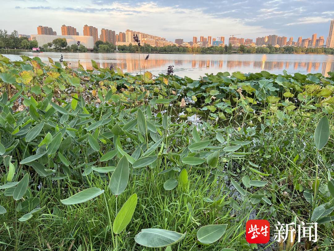 寒露当天,野鸭戏水南京六合龙池湖