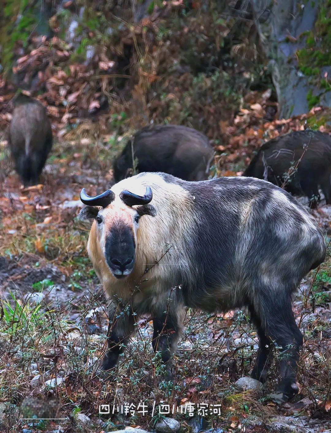 2022年,我完成了中国多种羚牛的影像记录
