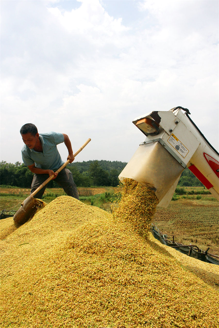四川渠县:稻谷飘香迎丰收
