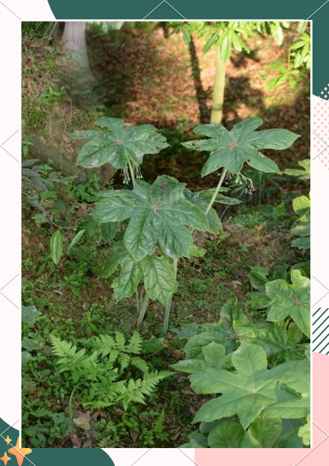 中药材八角莲的详细介绍与多种用途