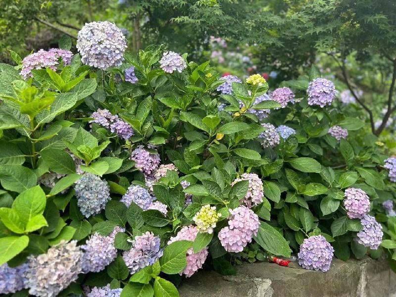 「泸州」绣球花—江阳区金龙寺的"网红密码"