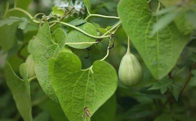 农村的野草背蛇生,具有驱蛇虫与清热解毒的双重功效