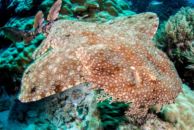 斑纹须鲨,海洋中的伪装专家