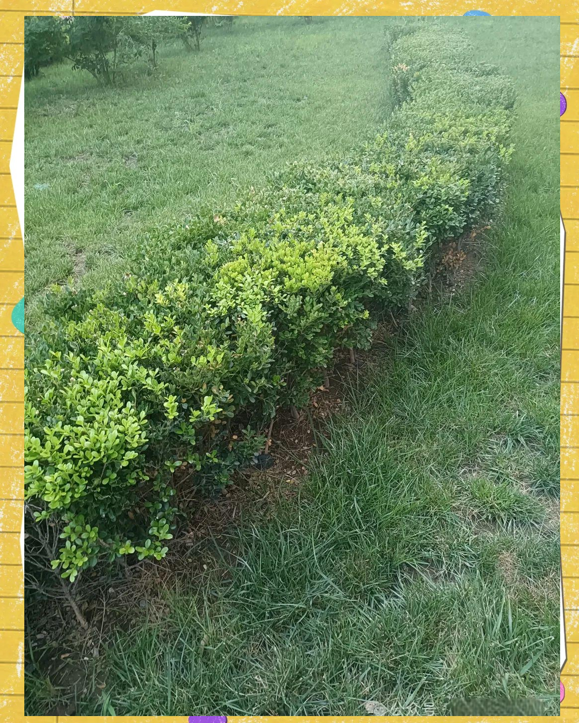 绿境华庭中的常绿冬青树