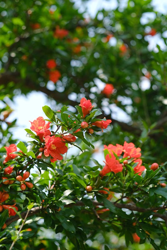 云南蒙自:石榴花开引客来