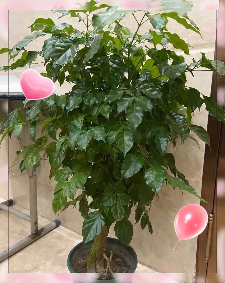 这些花木虽貌不惊人,却寓意吉祥,家中摆放益处多!