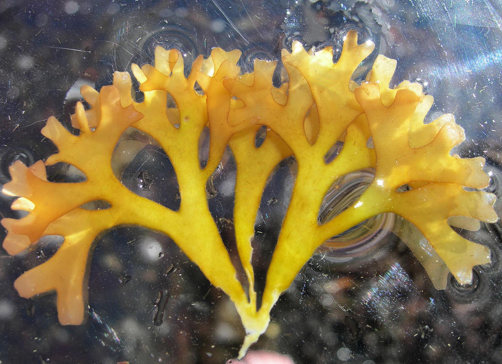 人类和海洋动物共同的食物——角叉藻