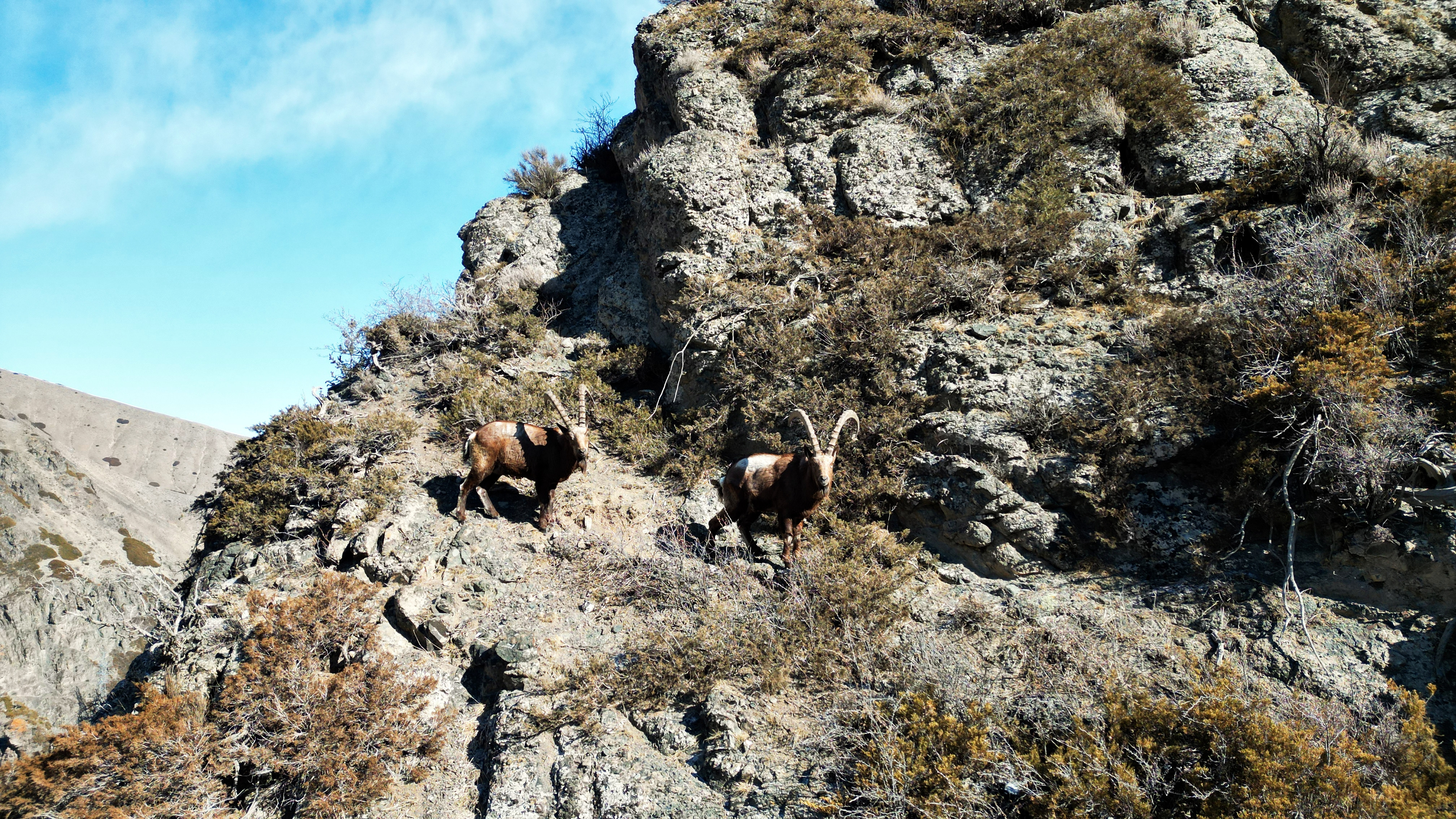 千城胜景|新疆昌吉:北山羊峭壁奔跑 攀岩觅食