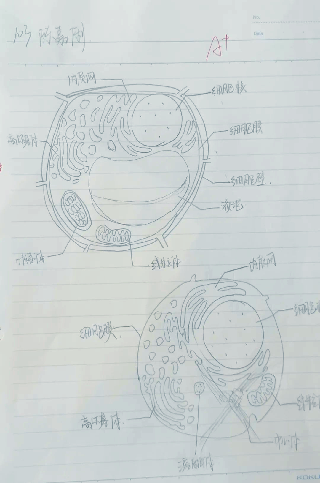 细胞亚显微结构图手绘