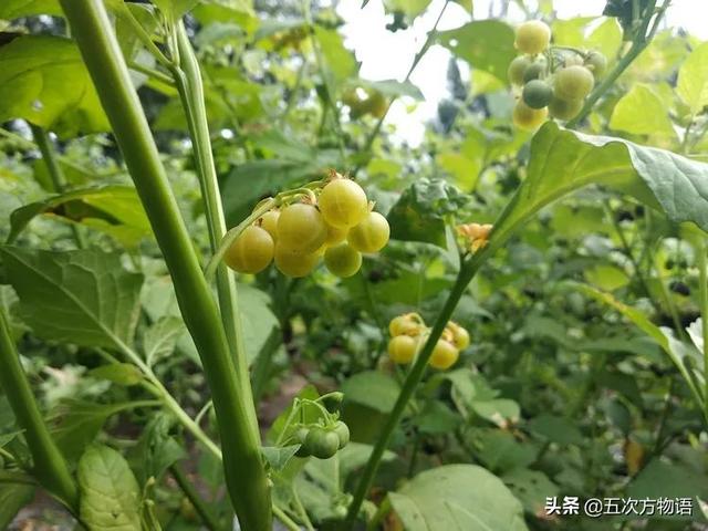 东北的"黄天天(黄悠悠)"到底是什么植物?