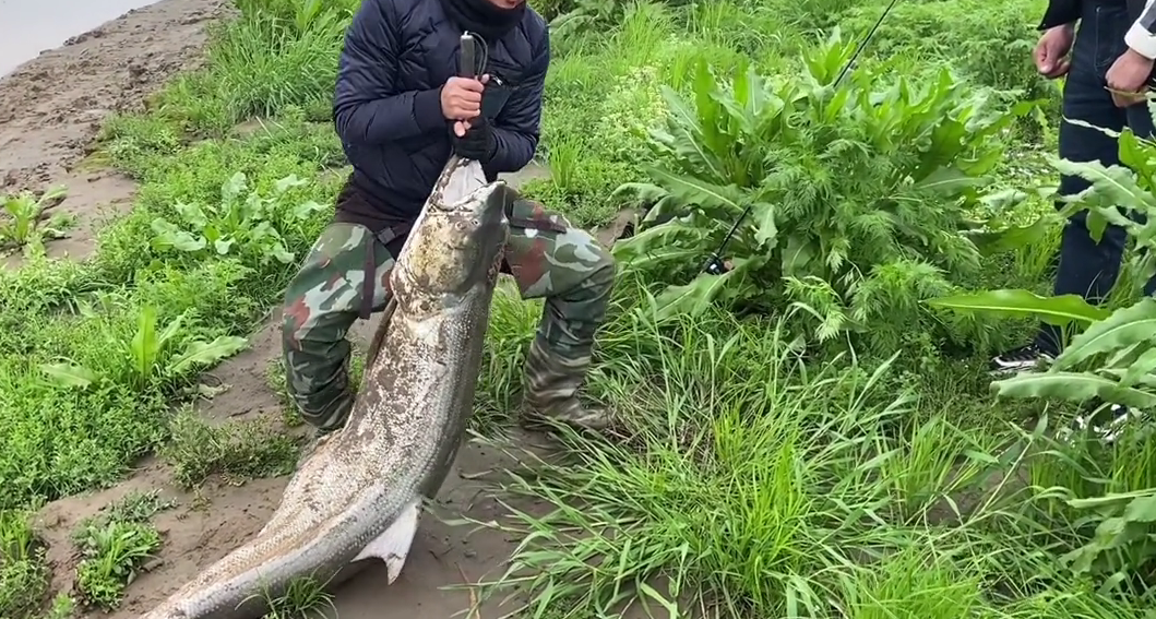 河流之王 湖北男子钓获巨型水老虎