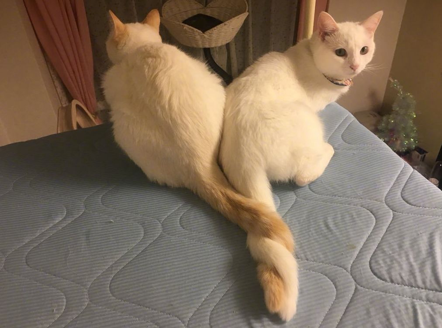 猫咪躺着的时候甩尾巴是怎么回事?它们尾巴向下夹着是什么意思?