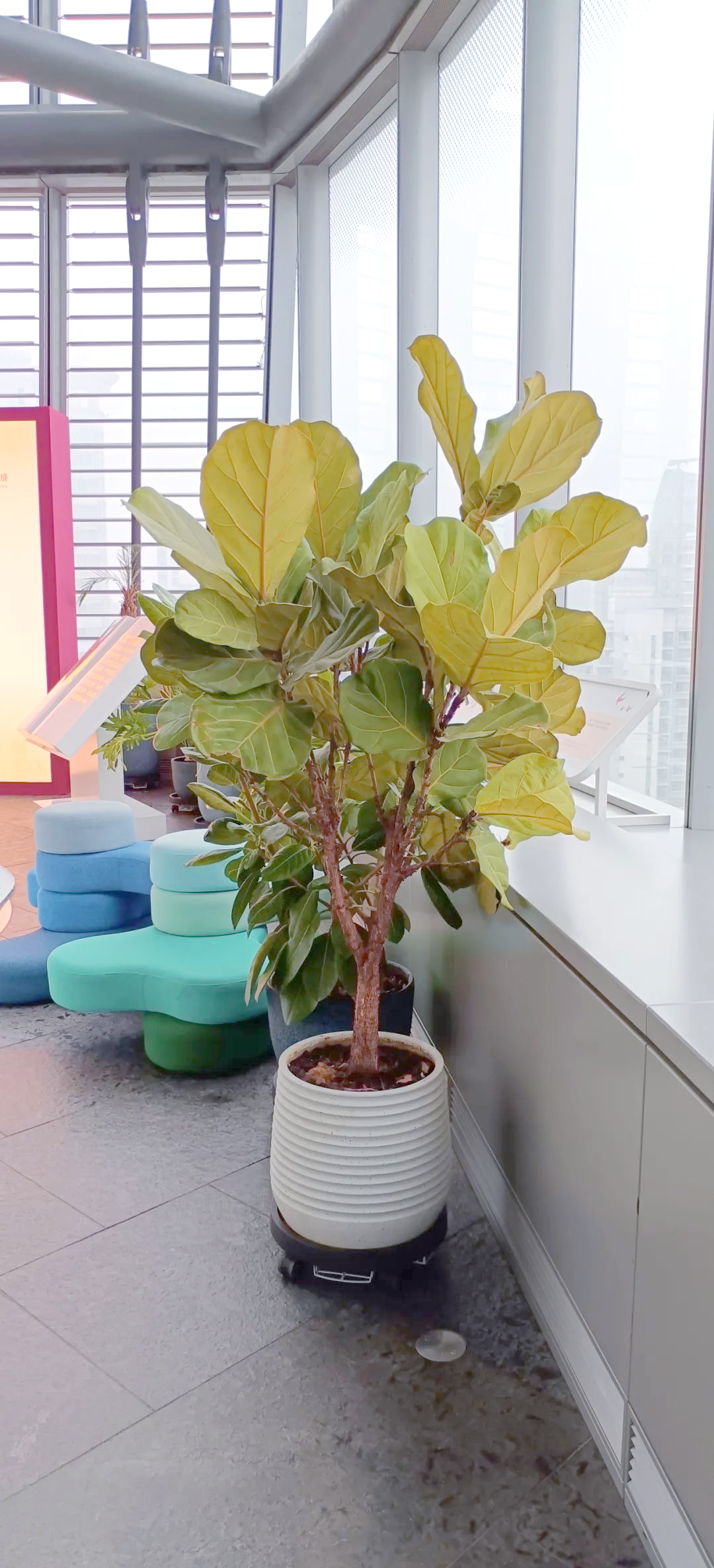 领导办公室摆放植物的风水禁忌与注意事项