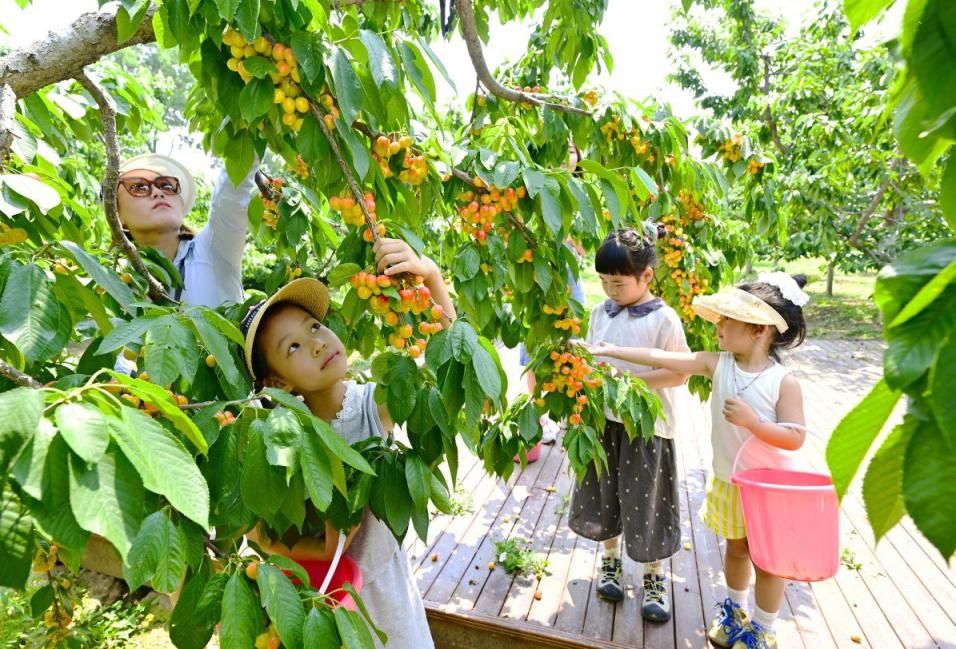 采摘园中,市民们采摘樱桃享受甜蜜之旅。记者 唐建/摄
