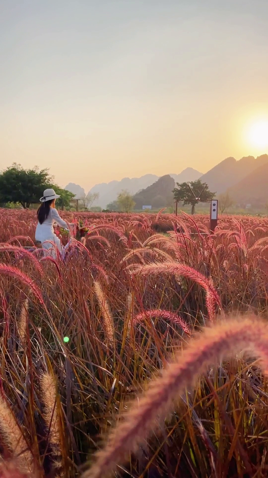 清遠旅遊,體驗挖蓮藕,火焰狼尾草花海浪漫綻放,穿梭花的海洋!