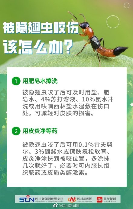 四川是隐翅虫的高发区