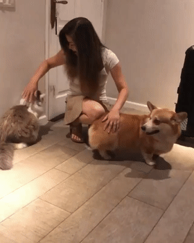 大狗狗一jio踢飞小狗……哈哈哈哈哈狗子的嫉妒心也太强了吧!