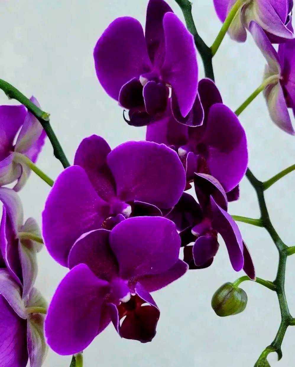 探索栀子花世界:一种美丽且寓意吉祥的家居植物