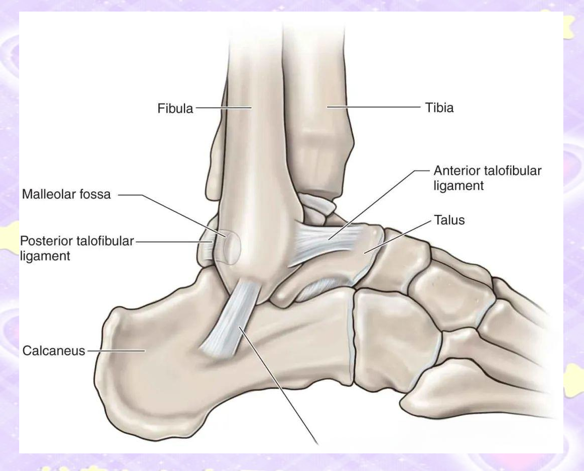 踝关节解剖结构及功能详解