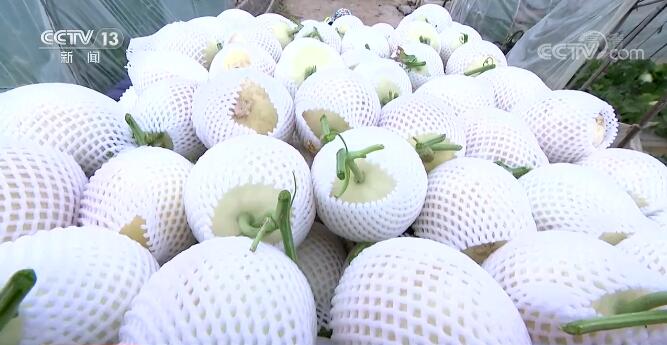 甘肃皋兰万亩白兰瓜迎来采摘季 创新经营模式助农增收