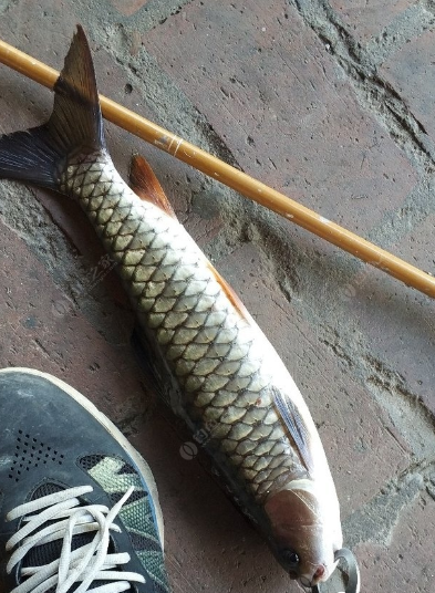 军鱼和草鱼的区别