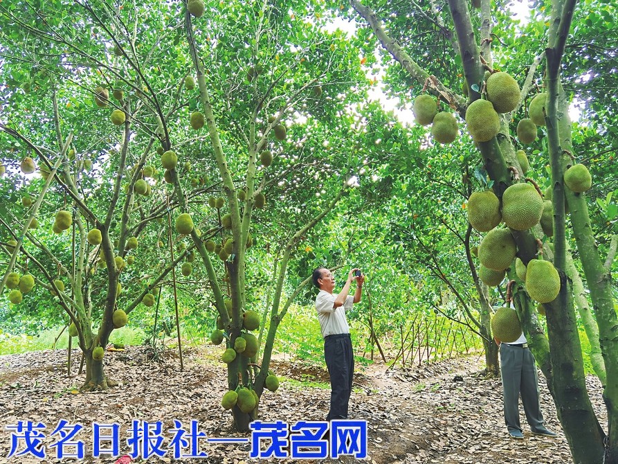 一片菠萝林带富一条村,化州市这个村以种植常有菠萝蜜助力脱贫