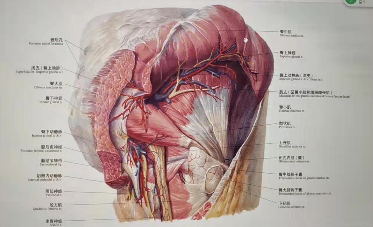 臀部血管解剖图图片